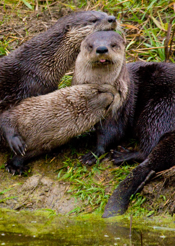 River Otters Grooming